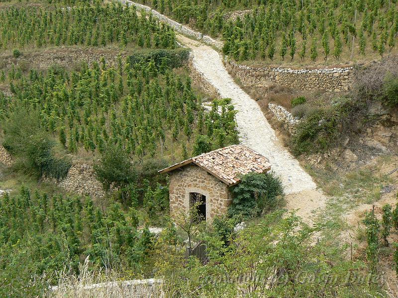 Hermitage vineyards P1140118.JPG